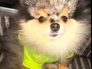 Pomeranian dogs 💙✨BLUE & HAZEL EYES 👀 EXPERIENCED POM STUDS🏆 - Advert 6