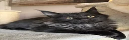 Maine Coon cats for sale: Tica registered black smoked male Maine coon - Advert 10