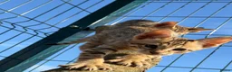 Savannah cats for sale: F5 SBT SNOW & BST SAVANNAHS KITTENS - Advert 3