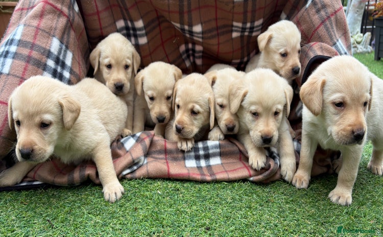 Labrador Retriever dogs - Advert 3