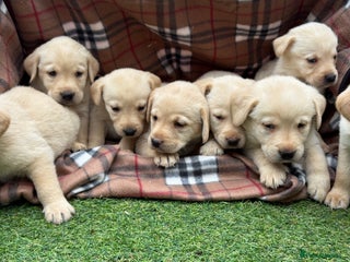 Labrador Retriever dogs - Advert 7