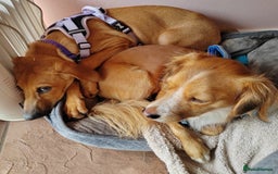 Mixed Breed dogs for adoption: Olive (Hound/Shepherd mix) - Image 7