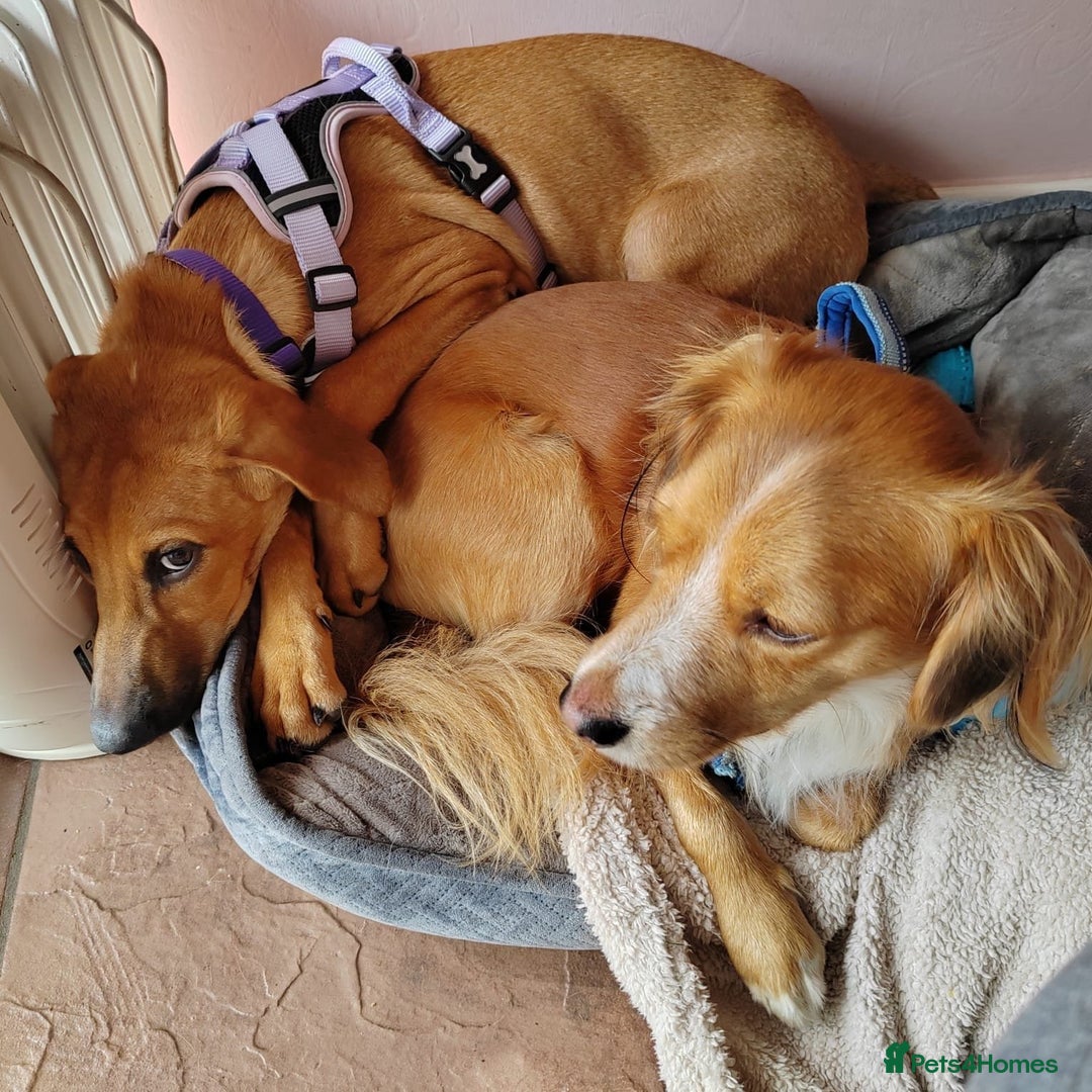 Mixed Breed dogs for adoption: Olive (Hound/Shepherd mix) - Image 7