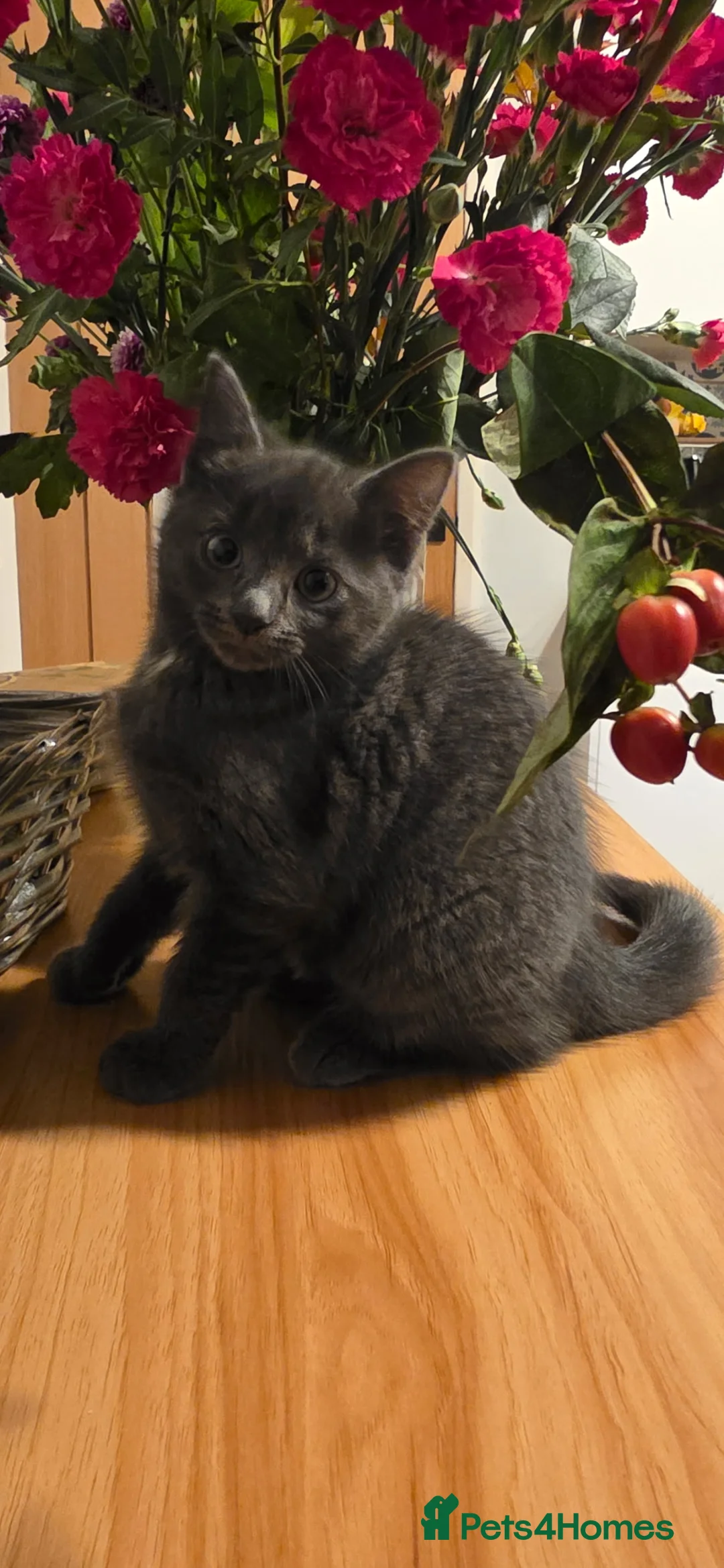 Mixed Breed cats for sale: Kittens - Advert 7