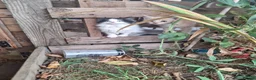 Mixed Breed cats for sale: Ginger/ cream kitten and black kitte.  - Advert 3
