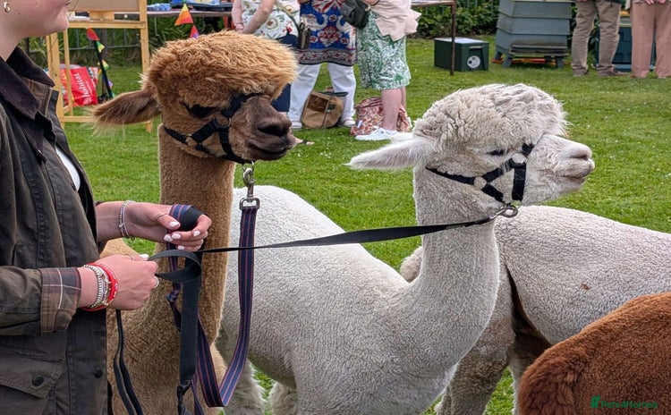 Alpaca livestock - Advert 1