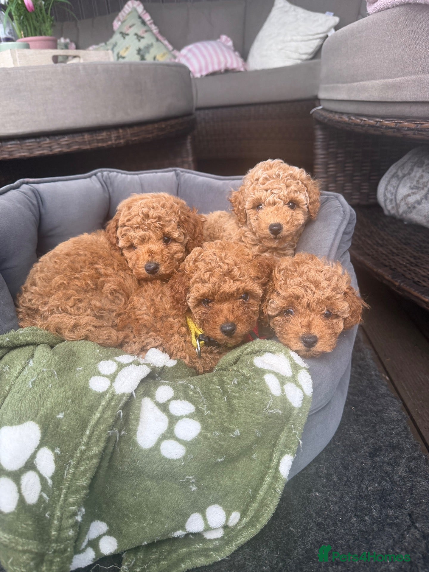 Maltipoo dogs Beautiful Maltipoo Puppies –2 Boys & 2 Girls - Advert 2