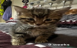 Mixed Breed cats for sale: Beautiful kittens looking for forever homes - Image 5