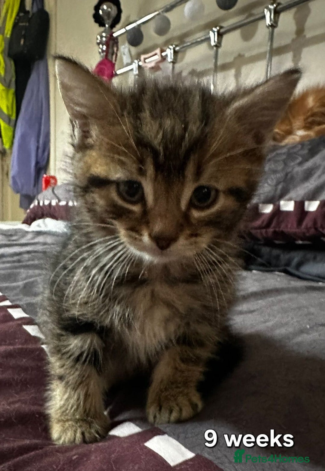 Mixed Breed cats for sale: Beautiful kittens looking for forever homes - Image 5