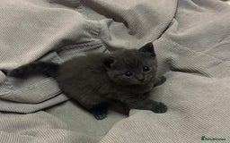 Russian Blue cats for sale: Two beautiful girl Russian blues 🫶 - Image 11