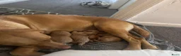 Labrador Retriever dogs for sale: Labrador puppies non KC - Advert 5