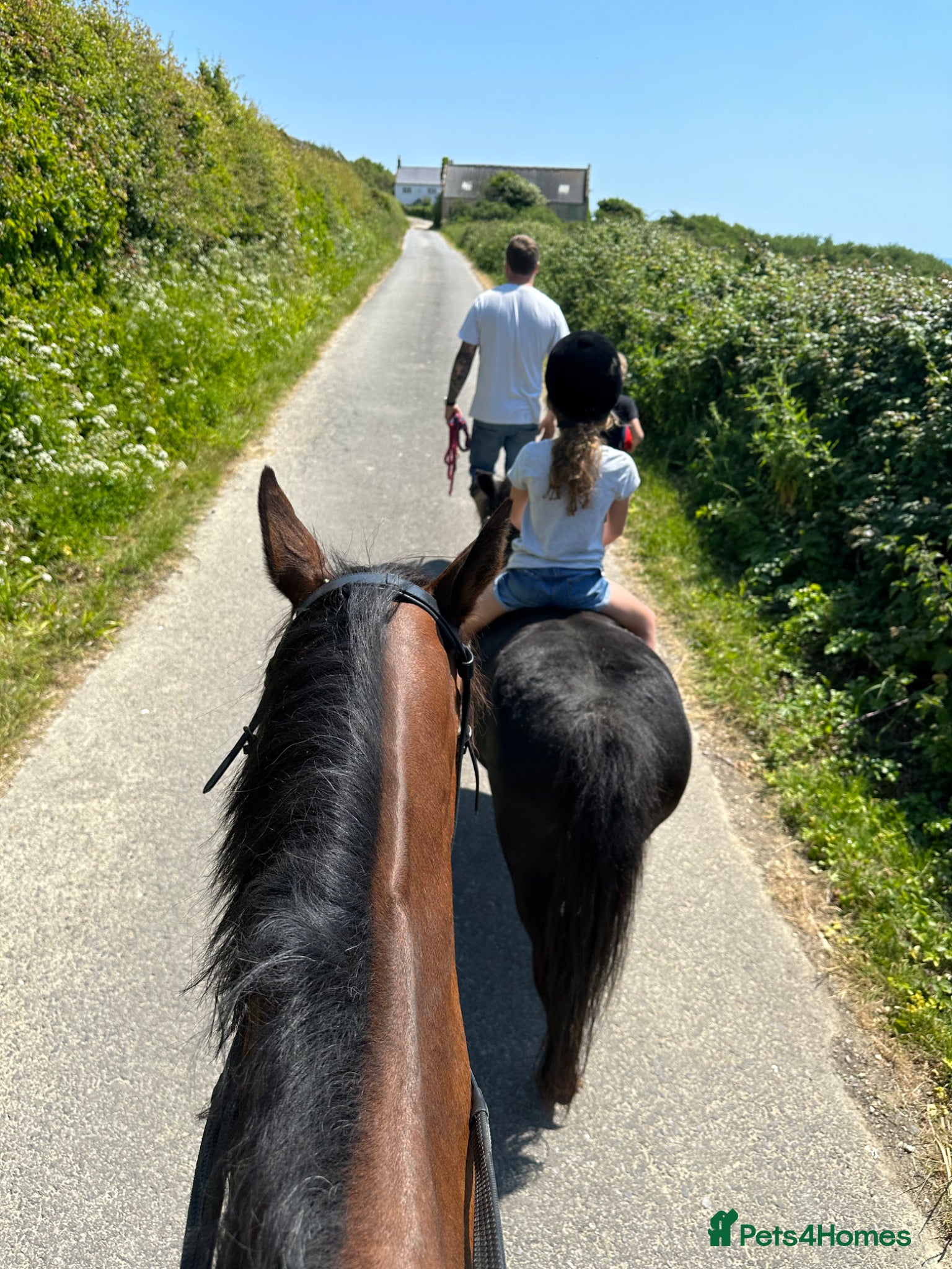 English Thoroughbred horses for sale: Project in Dorchester - Advert 7