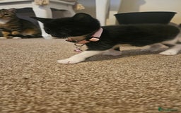 British Shorthair cats for sale: Beautiful Bengal x Calico Kittens - Image 10