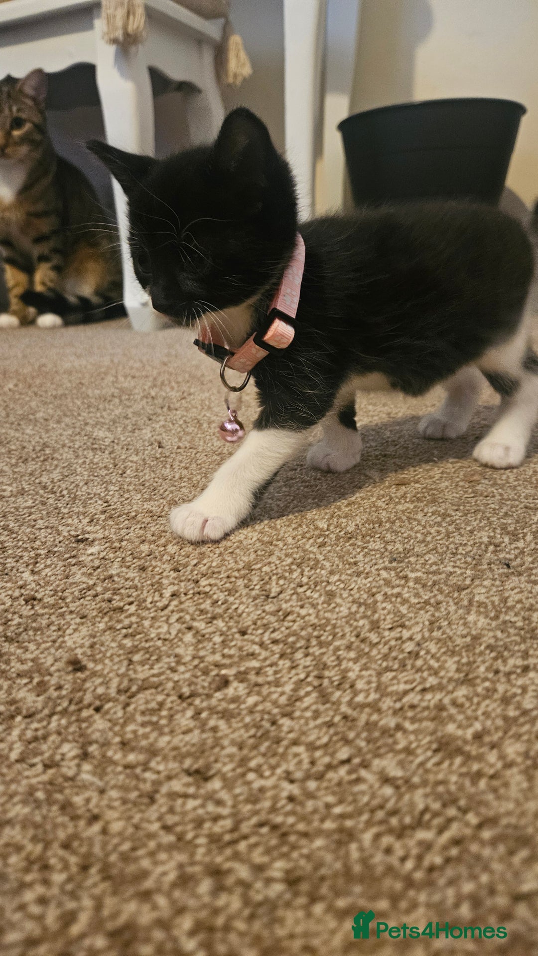 British Shorthair cats for sale: Beautiful Bengal x Calico Kittens - Image 10