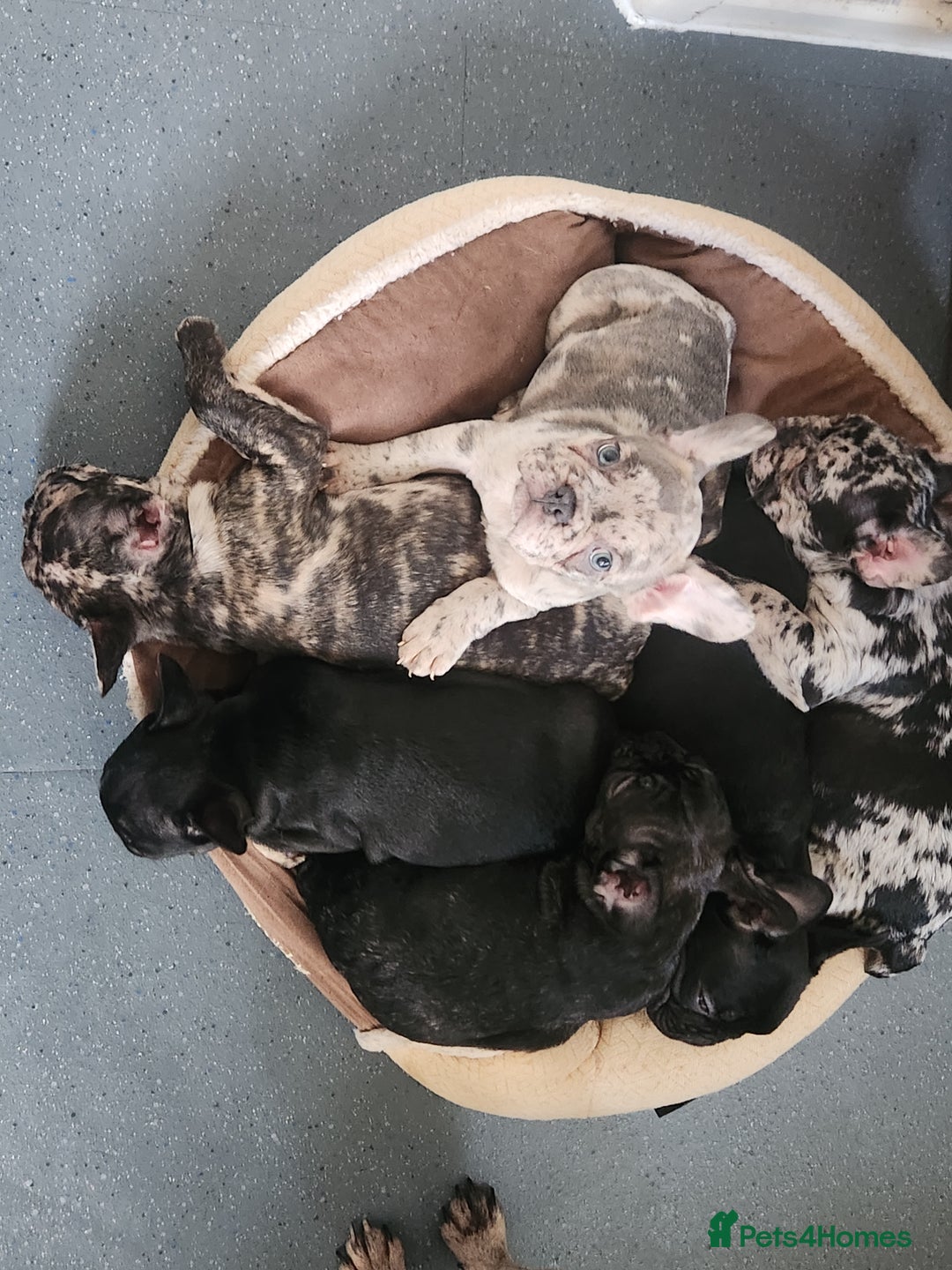 French Bulldog dogs for sale: Beautiful Puppy's For Sale  - Advert 12