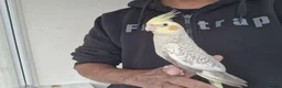 Cockatiels birds for sale: Super Tamed baby Cockatiel for sale - Advert 13