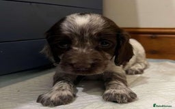 Cocker Spaniel dogs for stud: KC REGISTERED WORKING COCKER SPANIEL FOR STUD in Rhayader - Image 22
