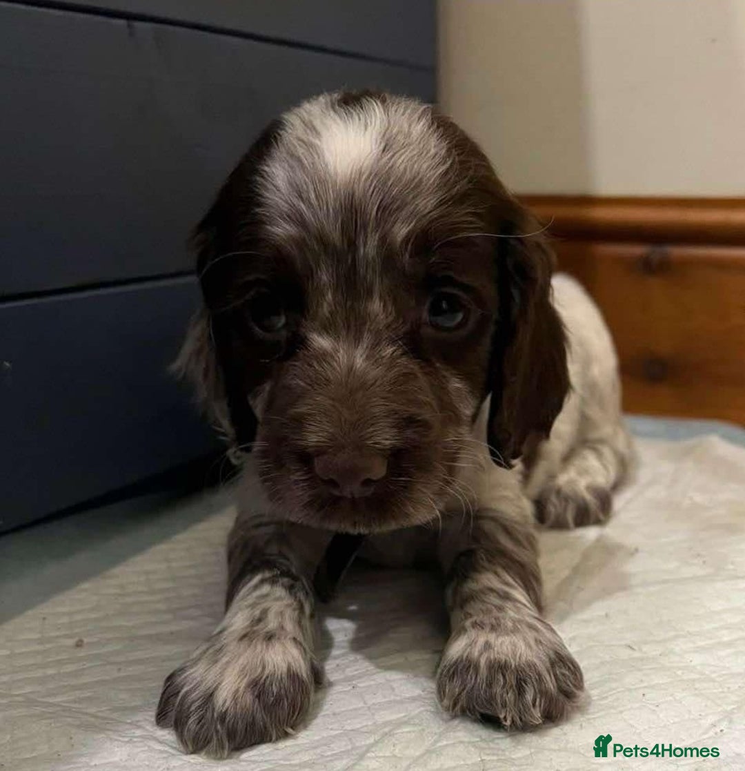 Cocker Spaniel dogs for stud: KC REGISTERED WORKING COCKER SPANIEL FOR STUD in Rhayader - Image 22