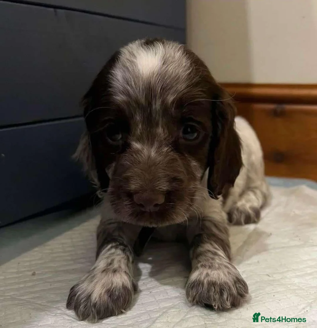 Cocker Spaniel dogs for stud: KC REGISTERED WORKING COCKER SPANIEL FOR STUD in Rhayader - Advert 22