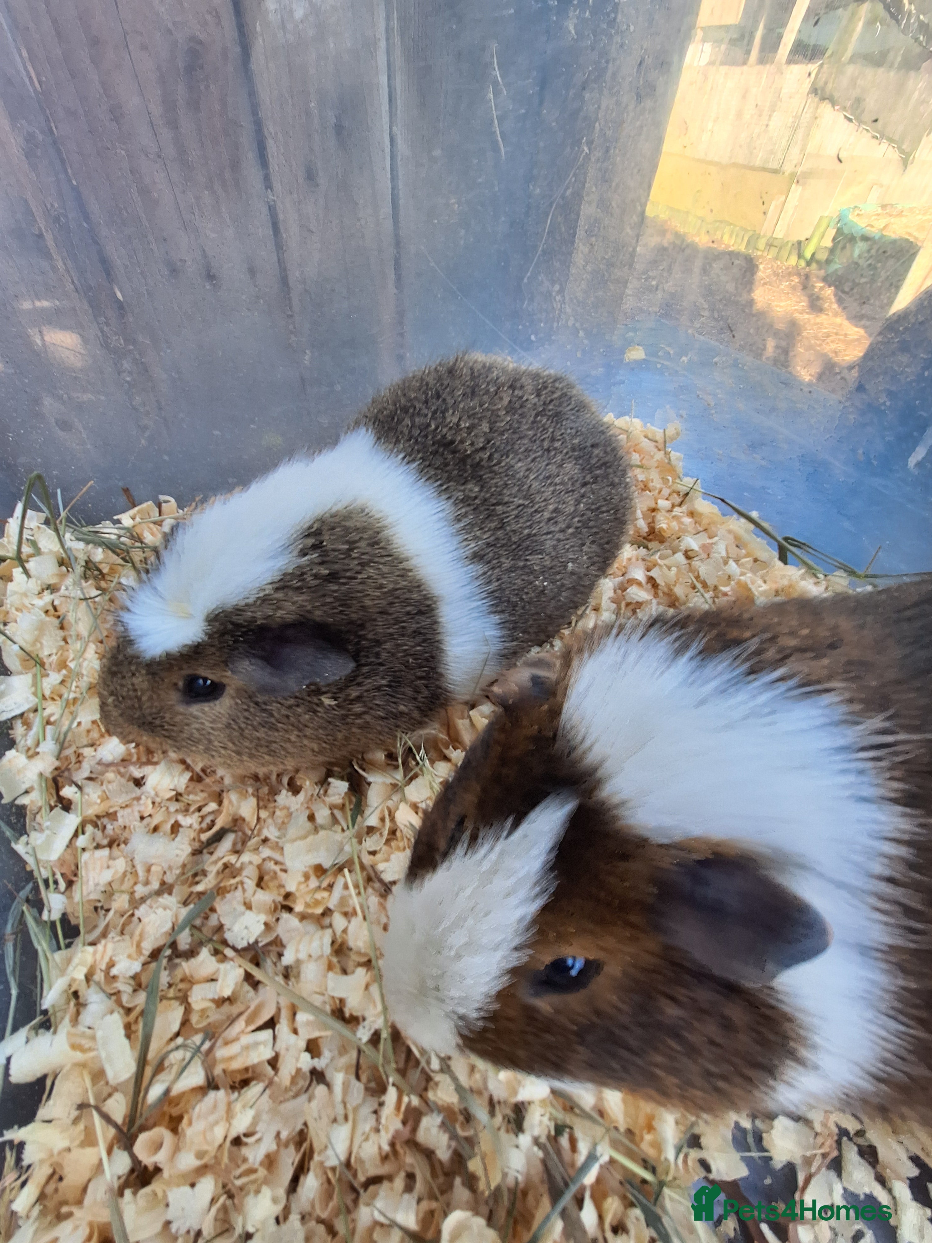 Guinea Pig rodents A pair of male guinea pigs for sale £40 - Advert 6