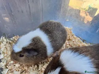 Guinea Pig rodents A pair of male guinea pigs for sale £40 - Advert 6