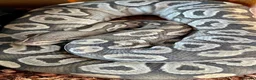 Python Snake reptiles for sale: Ball Pythons looking for new home  - Advert 5
