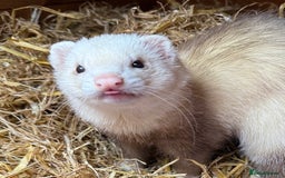 Ferret rodents for sale: Various Ferret Jills - Image 5