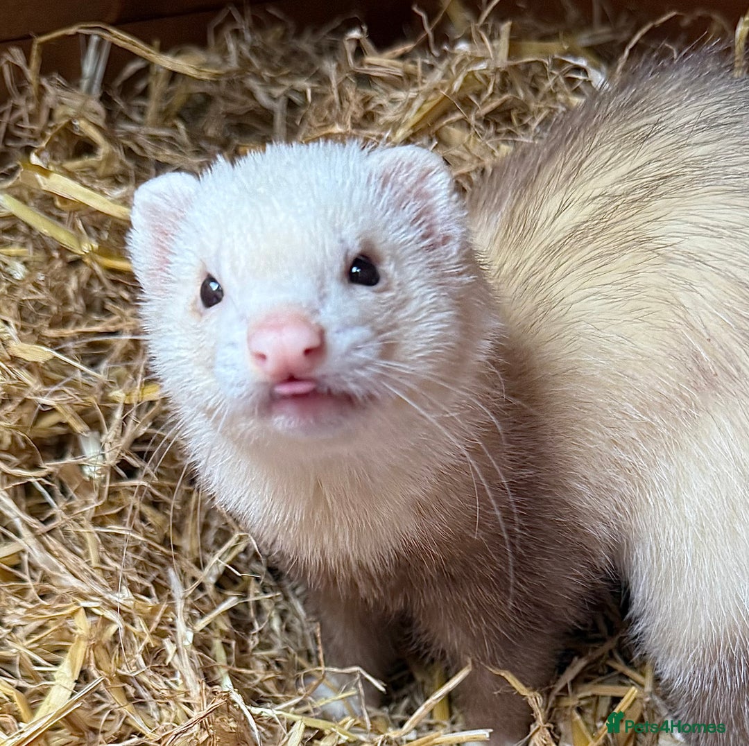 Ferret rodents for sale: Various Ferret Jills - Image 5