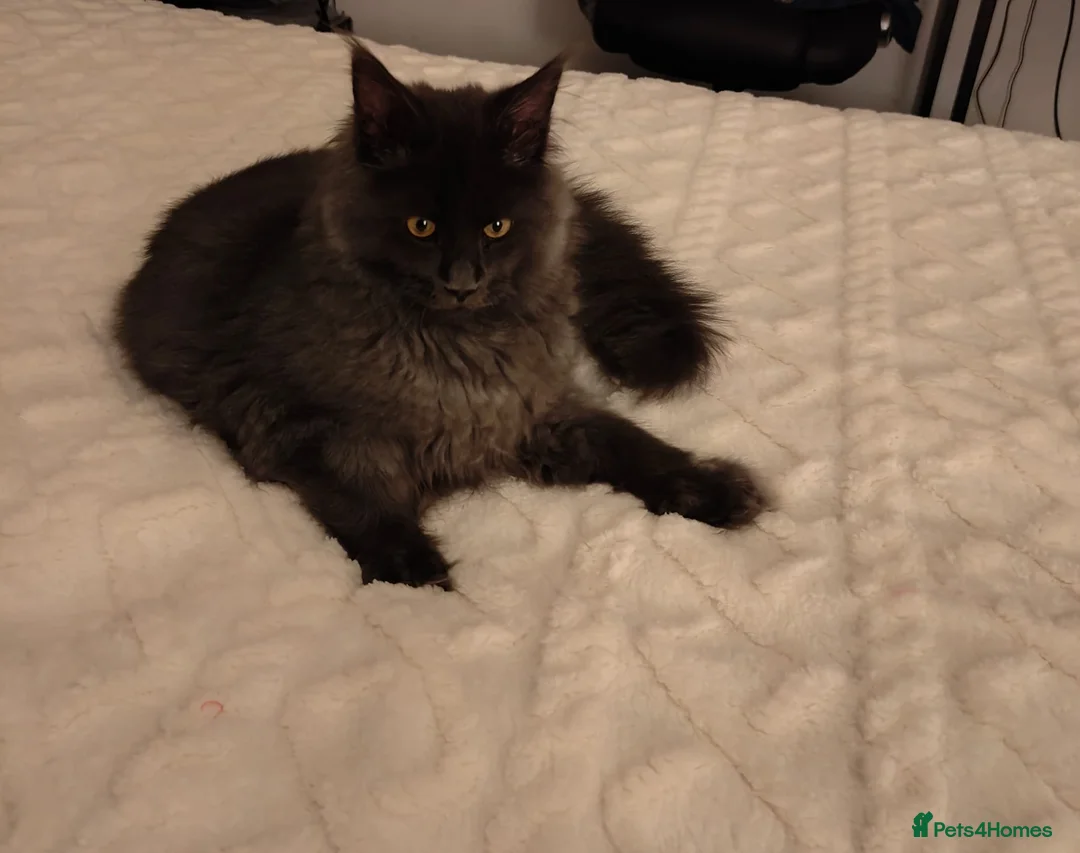 Maine Coon cats for sale: GCCF Registered Mainecoon  - Advert 1
