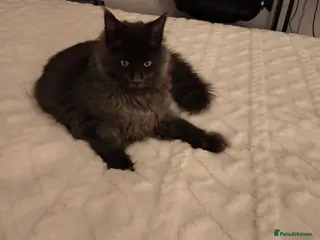 Maine Coon cats GCCF Registered Mainecoon - Advert 1