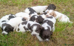 Sprocker dogs for sale: Beautiful f2 sprockers - Image 20