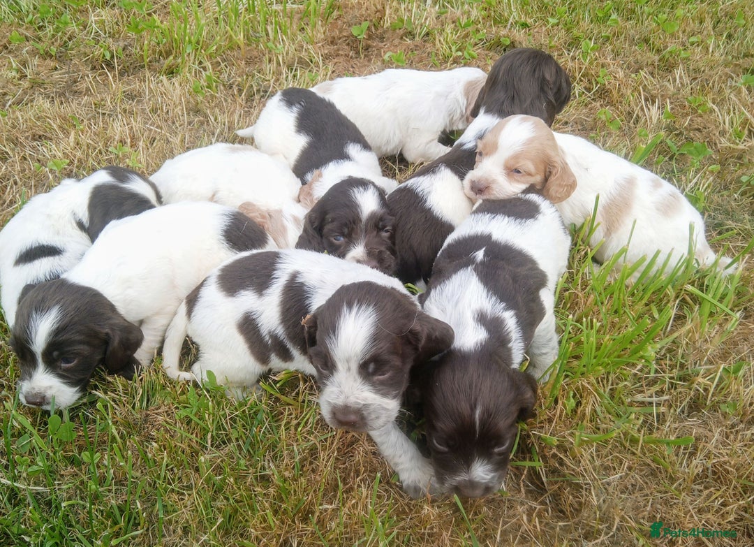 Sprocker dogs for sale: Beautiful f2 sprockers - Image 20