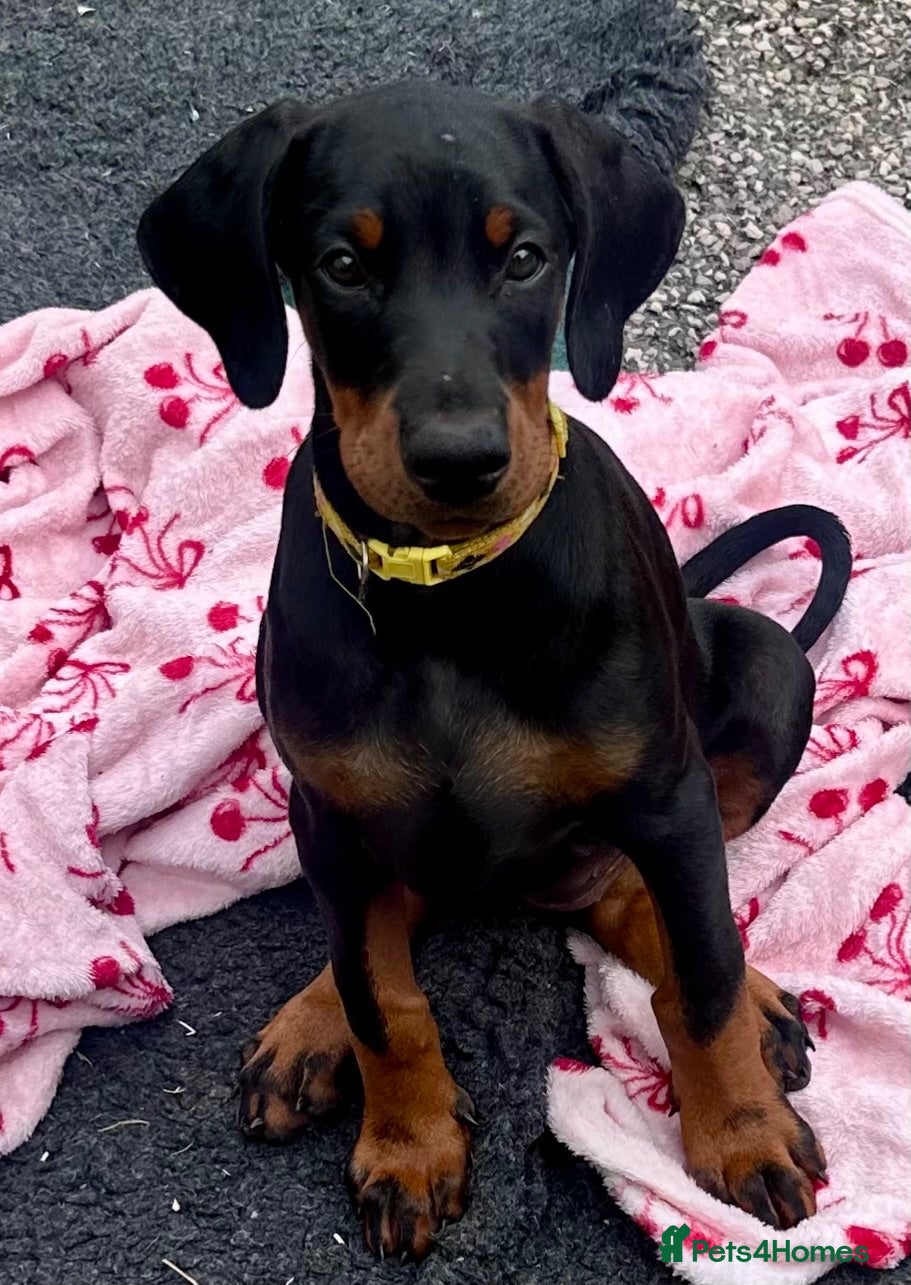 Dobermann dogs Health tested European puppies  - Advert 2