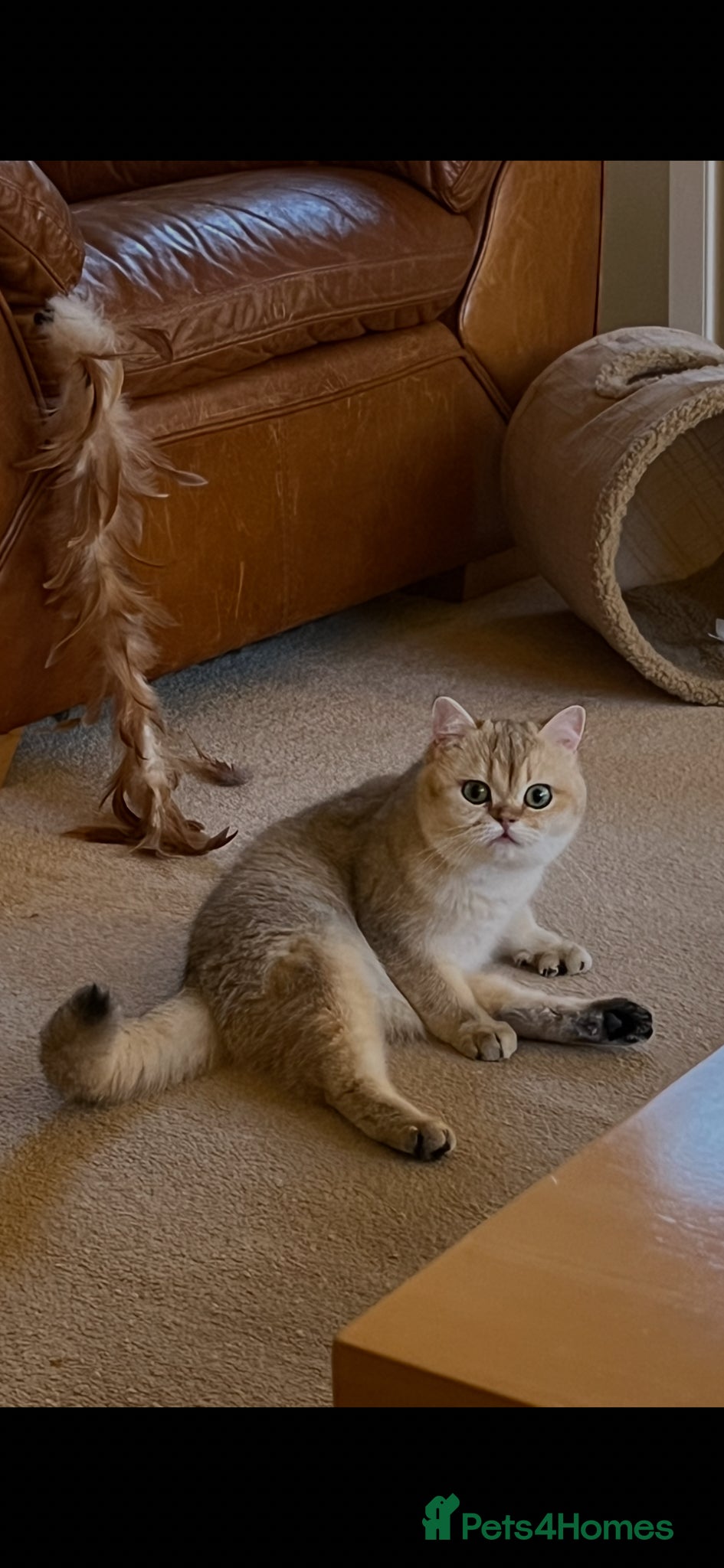 British Shorthair cats Tica Reg ACTIVE bsh Female - Advert 2