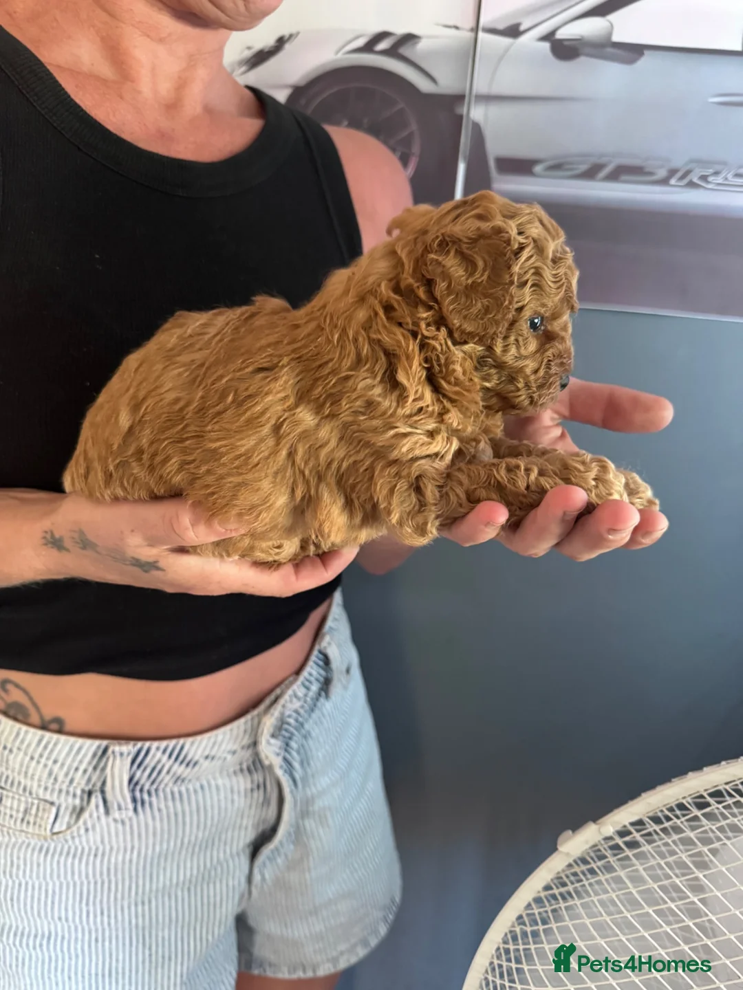 Maltipoo dogs for sale: Maltipoo pups lovely colours - Advert 25