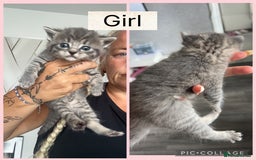 Mixed Breed cats for sale: Beautifull kitten - Image 1