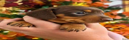 Miniature Dachshund dogs for sale: 🐾 Beautiful KC mini dachshund pups ready 9/11 🐾 - Advert 12