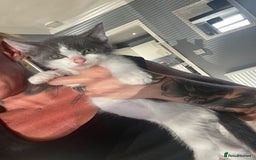 Ragdoll cats for sale: LAST KITTEN DISCOUNTED!RAGDOLL X SIAMESE KITTENS - Image 1