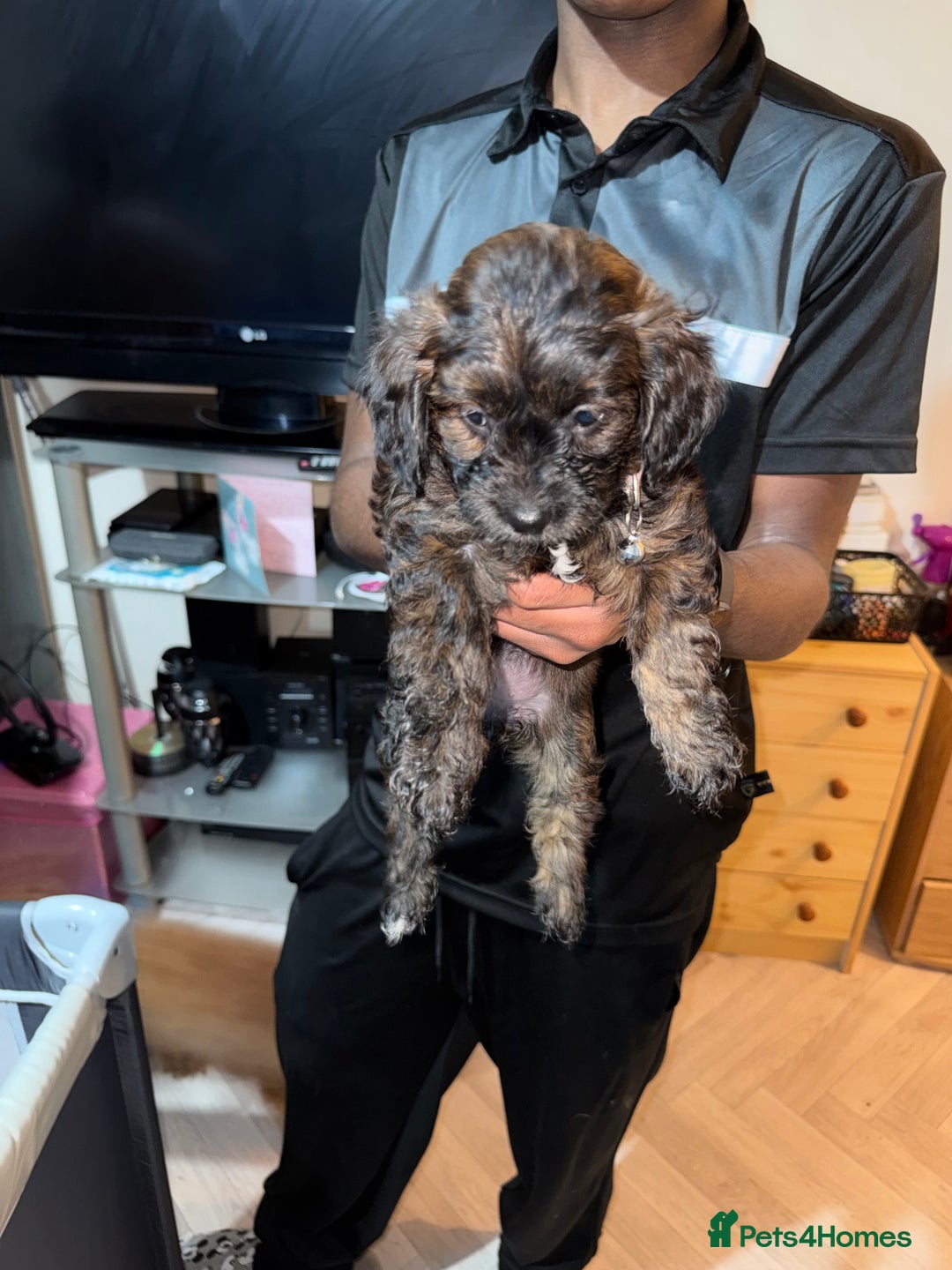 Mixed Breed dogs for sale: Cockapoo Mix Puppies - Advert 8