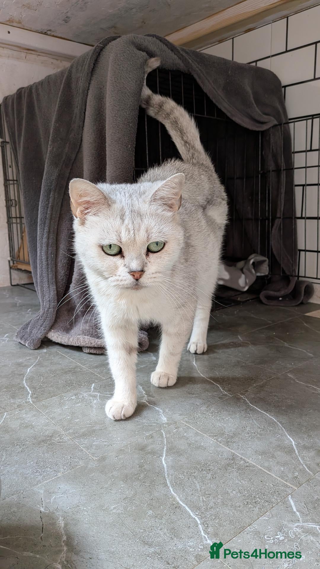 British Shorthair cats BSH 6 yer old female cat - Advert 5