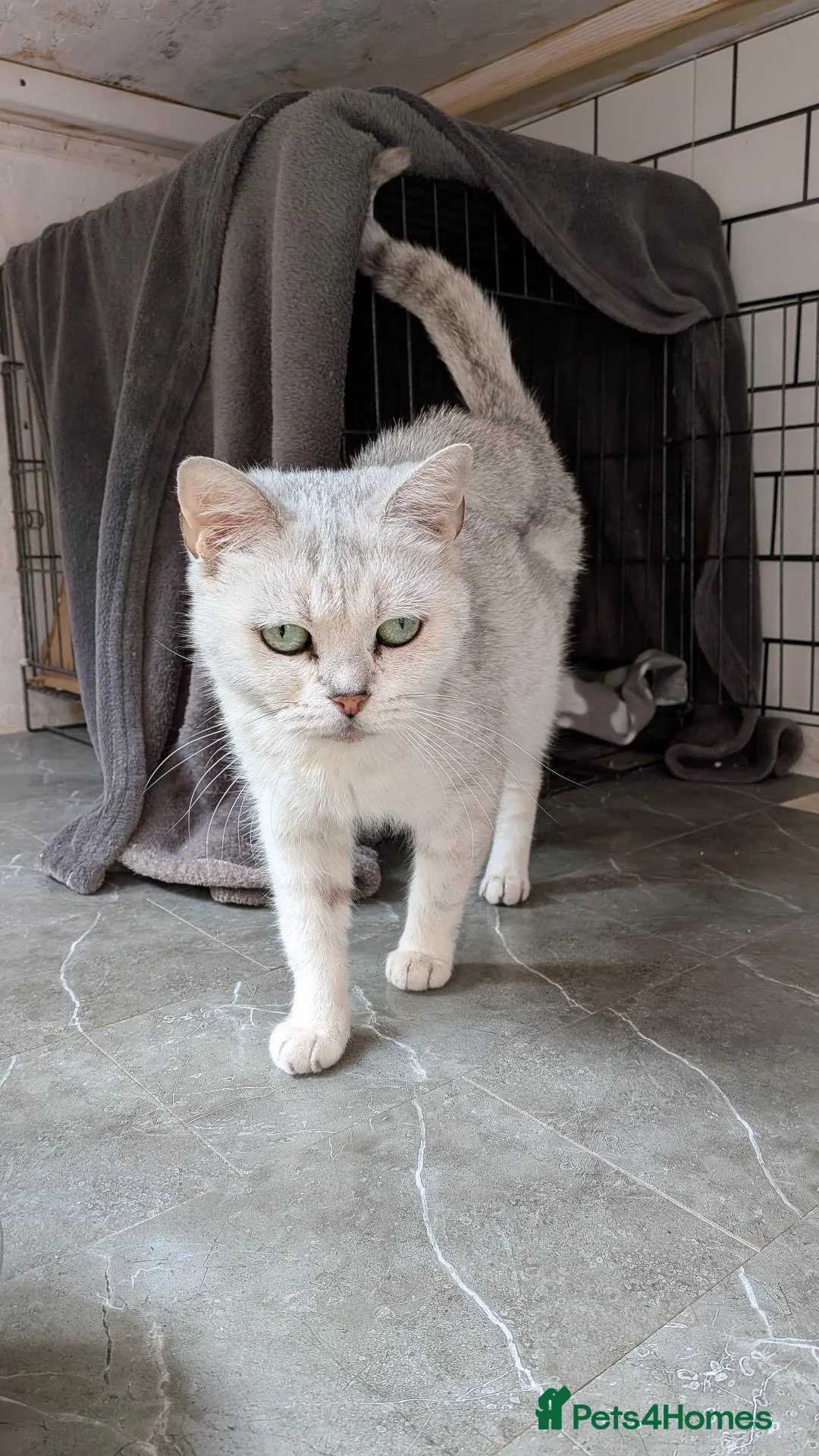 British Shorthair cats for sale: BSH 6 yer old female cat - Advert 1