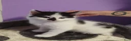 Turkish Angora cats for sale: Beautiful Turkish Angora Mix Kittens for sale - Advert 5
