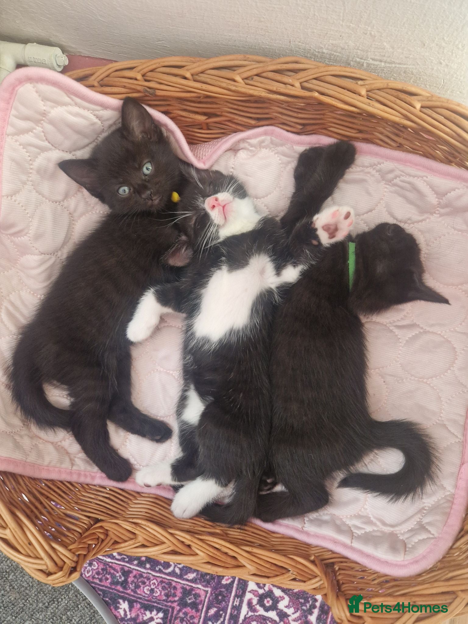 Mixed Breed cats Stroudies Ruby, Ivy, Dilly, Dave n Norman need ya - Advert 3