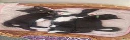 Mixed Breed cats for sale: Stroudies Ruby, Ivy, Dilly, Dave n Norman need ya - Advert 1