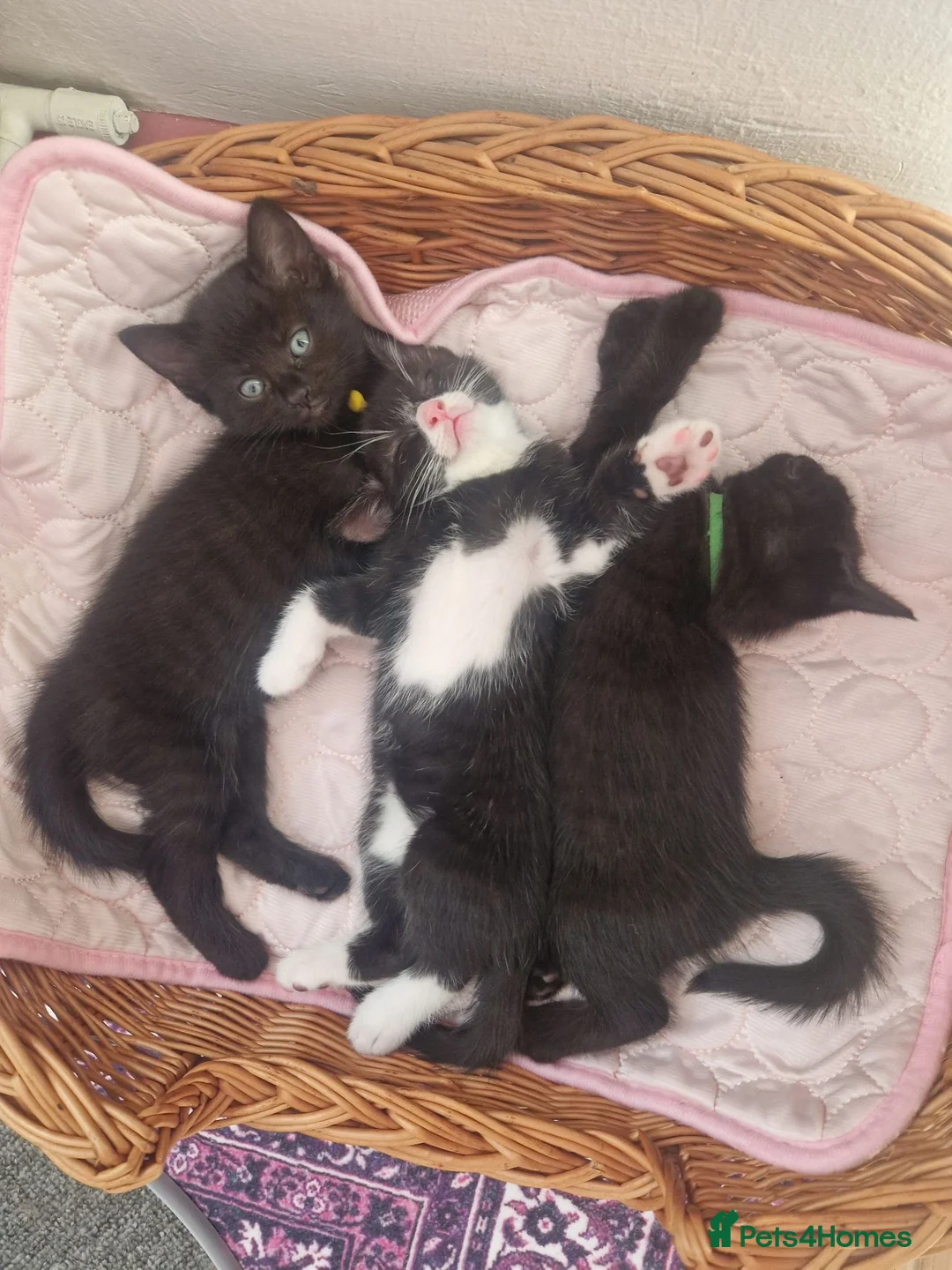 Mixed Breed cats for sale: Stroudies Ruby, Ivy, Dilly, Dave n Norman need ya - Advert 1