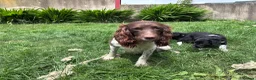 Sprollie dogs for sale: Sprollie Pups looking for forever homes - Advert 2