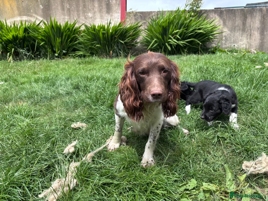 Sprollie dogs for sale: Sprollie Pups looking for forever homes - Advert 2