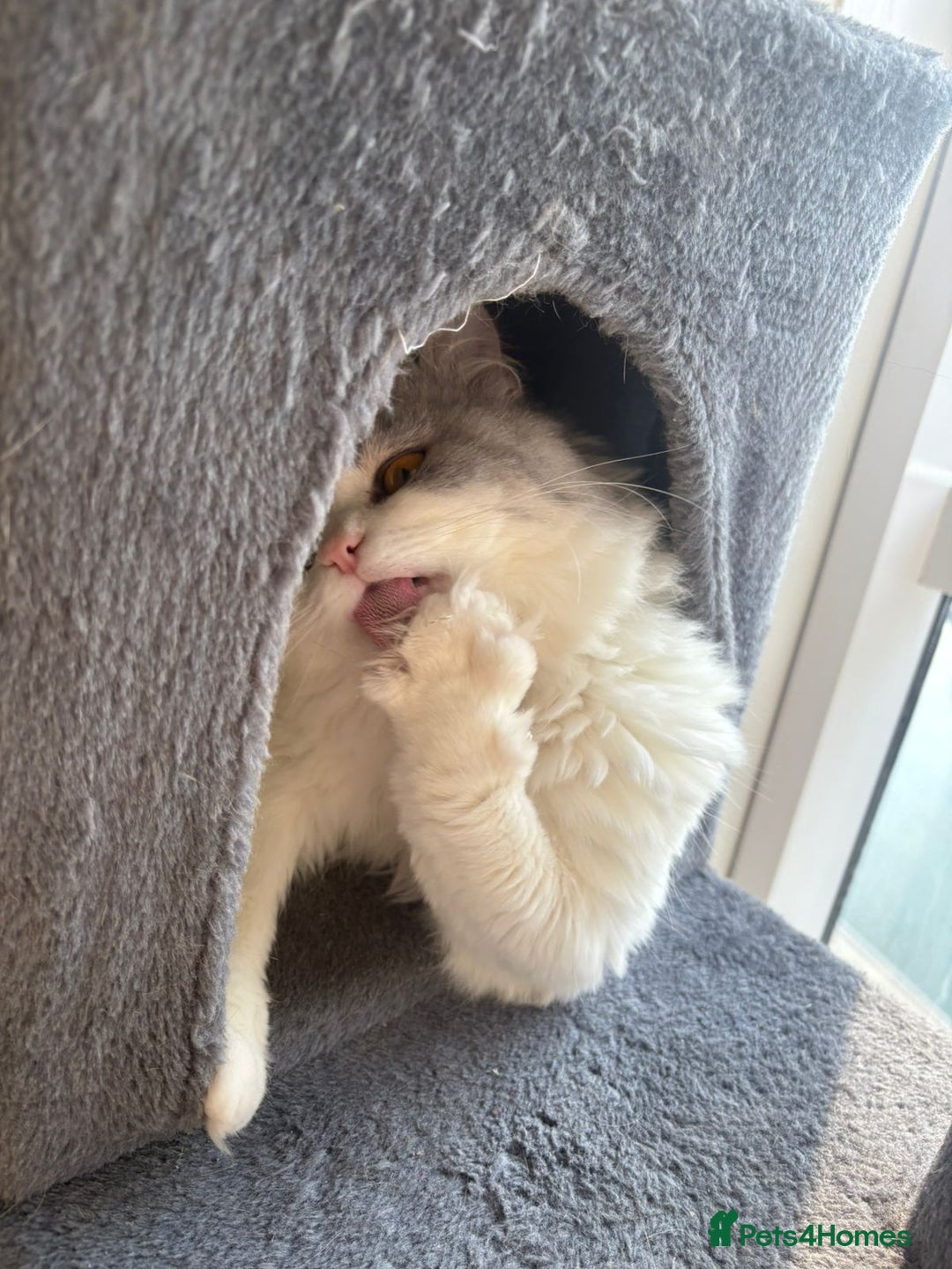 Mixed Breed cats for adoption: SKY MIX PERSIAN AMAZING LOOKING & FRIENDLY NEUTER - Advert 7