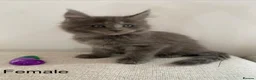 Maine Coon cats for sale: TICA Registered Maine Coon Kittens 1Male 2Females - Advert 13