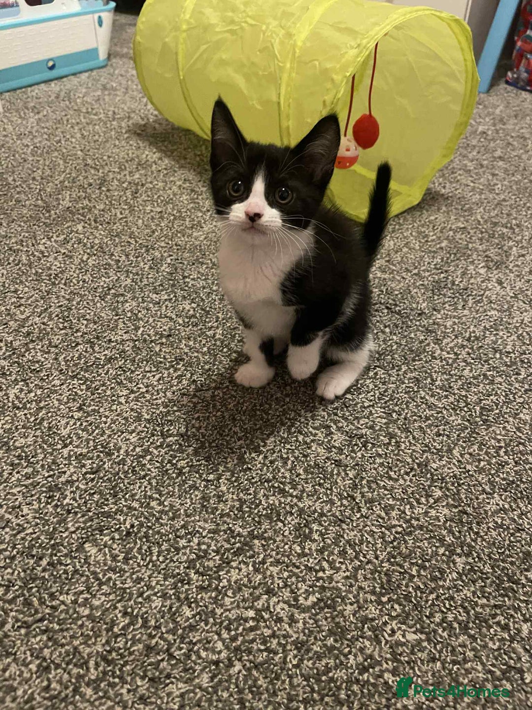 Domestic Shorthair cats for sale: 8 week old black and white kitten  - Image 4